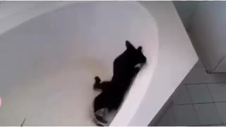 Funny and Cute Cat Videos #244