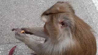 Monkey Nutz