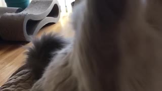 Adorable kitty begs for treat