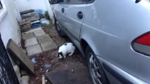 Cat jumps for laser pointer and styles it out