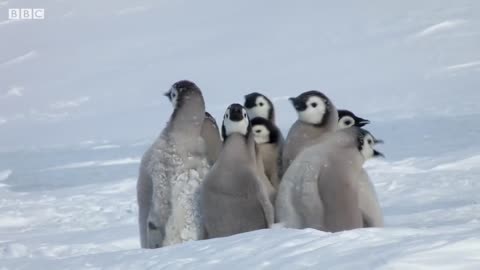 Penguin chicks rescued by unlikely hero _ Spy In The Snow _ BBC Earth