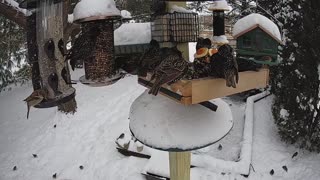 Starlings Invade Bird Feeder