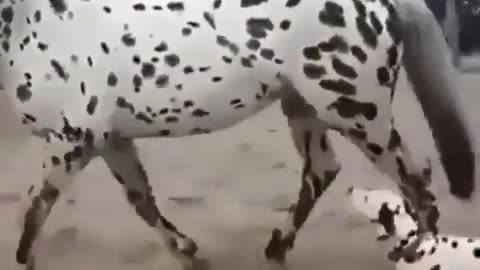 Dalmatian Thinks He Found Big Bro