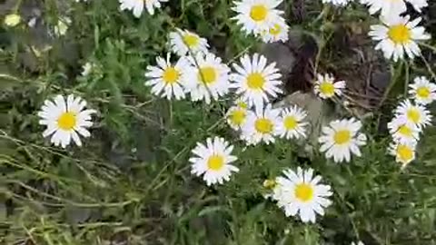 Wild Daisy Flower for You