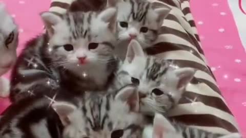 OMG-So-Cute-Cats-Best-Funny-Cat-Videos-2021-2022-S