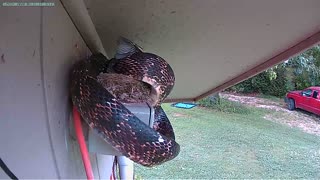 Rat Snake Eats Baby Bird