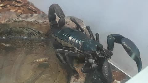 Scorpion drinking water