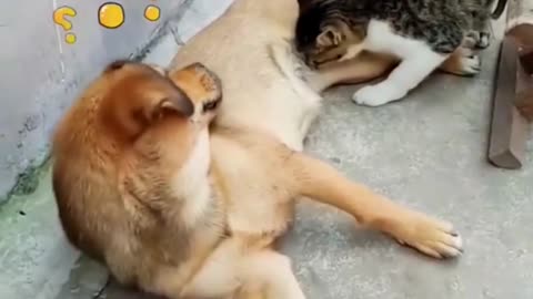 WATCH and TRY TO STOP LAUGHING.😂😂😂😂The BEST FUNNY Animals VIDEOS Compilation
