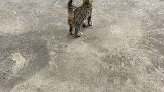 Cat vs frog