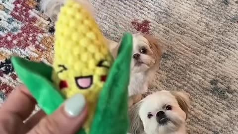 The babies love corn 🌽