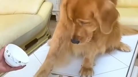 Smart dog..._complilation_03_