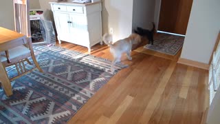 More charlie and bailey - kitten and puppy playing