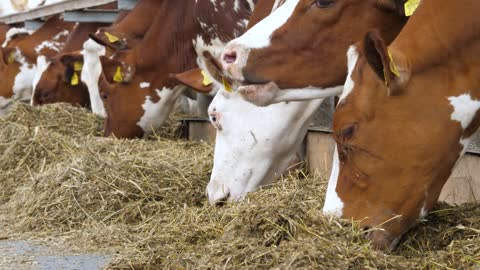 Brown cows eat at cowhouse outdoor in summer day