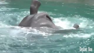 The Elephant Has Been Diving inA Great Way At The Pool
