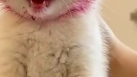 Funny cat | |Cute animals |Cat videos |Cute kittens| #Shorts| #kitten #cats #shorts #funny #animals