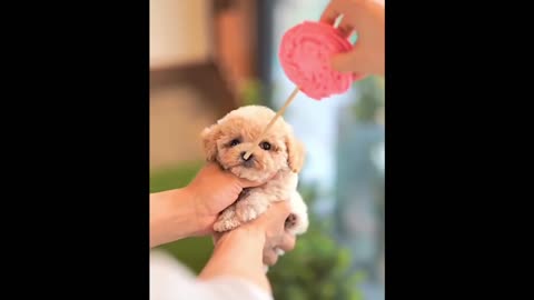 Funny And Cute Puppy Videos! Try Not To Laugh!