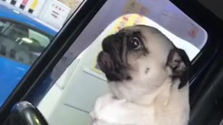 Angry pug displays obvious signs of road rage