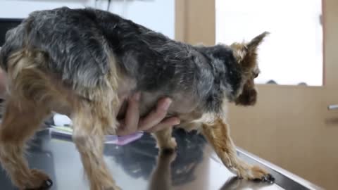 How to Diagnose a Hip Joint Dislocation in a Yorkie