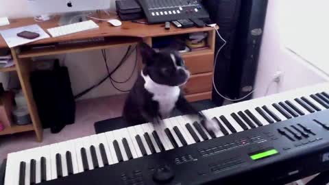Boston Terrier Playing Piano
