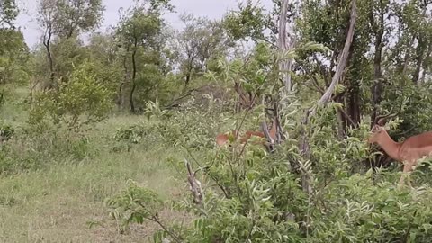 Wild Clash: Impalas Battling for Dominance
