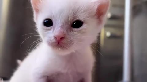 Cute Cat