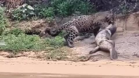 Jaguar 🐆 caught crocodile 🦖