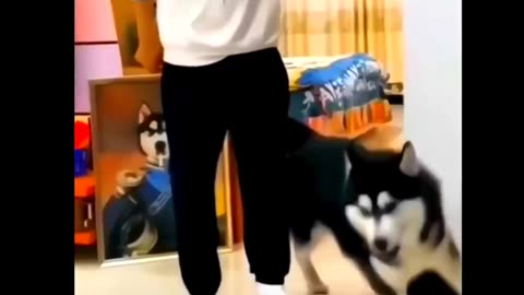 Parrot funny moment and dog is dancing