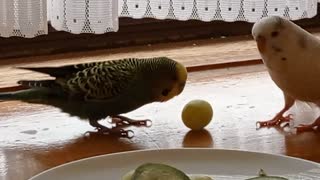 Football Budgie