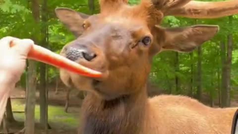 animal funny video __ _short #shorts ##dear Animal eting carrot