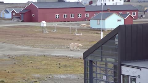 Polar Bear walking in our village (Ny-Alesund, Svalbard - 79 N)