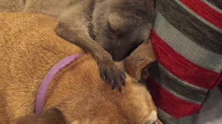 Kangaroo Suckles on Patient Dog's Ear