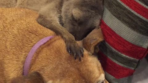 Kangaroo Suckles on Patient Dog's Ear