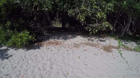 Wild Cassowary Chases Girl on the Beach