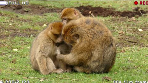 Funny Baby Monkey