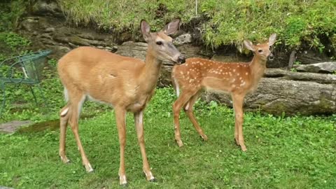 Lots to Eat In Nature