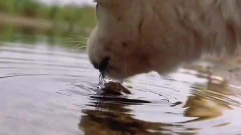 The dog is drinking water by the river