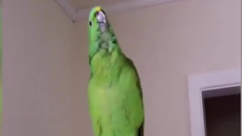 Funniest Parot Laughing in Front of Camera