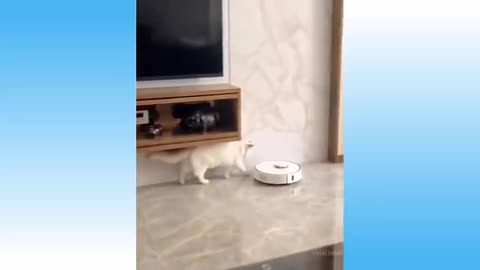 Warning: Funniest Cat And Dog Video