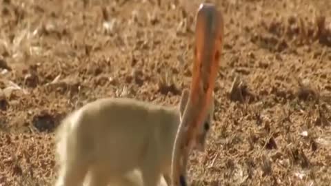 Mongoose Vs. Cobra | Big Battle In The Desert - Video African Animals