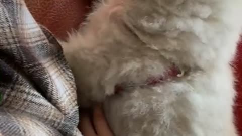 A puppy that likes to scratch his stomach