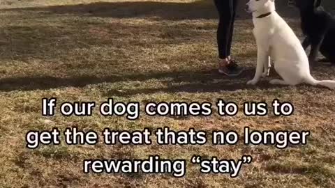 Dog Training Tips - Smart Dog Videos #shorts