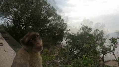 Escaping Gibraltar's Monkeys: A Tourist's Narrow Brush with Danger!"
