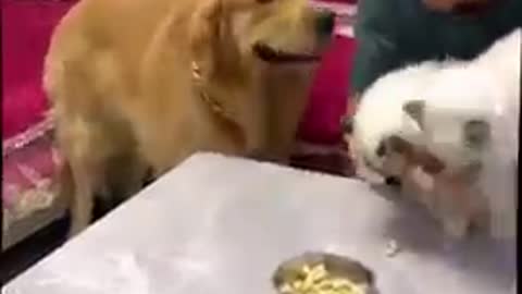Jealous Golden Retriever Dog Messes with Dad - Funny Dog Video