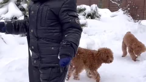 Kids playing with cute puppies #shorts