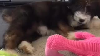 Small brown puppy tries to remove purple collar from neck