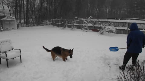 Excited German Shepherd loves to play in the snow