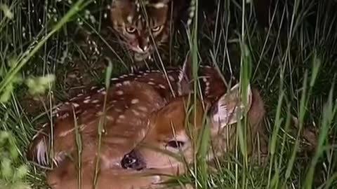 The cat with the deer