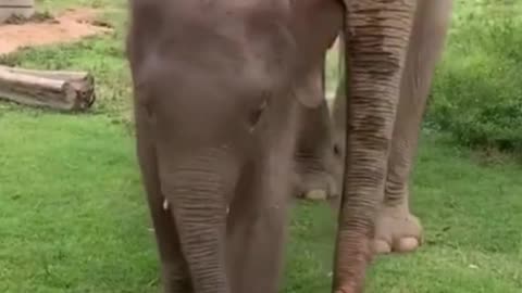 Cute funny baby elephant celebrating his birthday with mama elephant