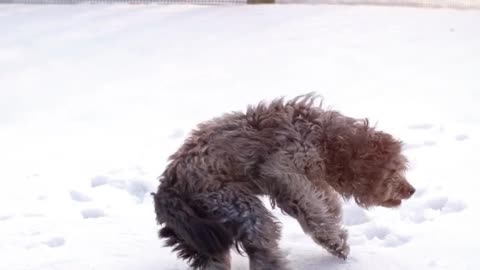 Funny Dog Playing and Jumping On the Snow