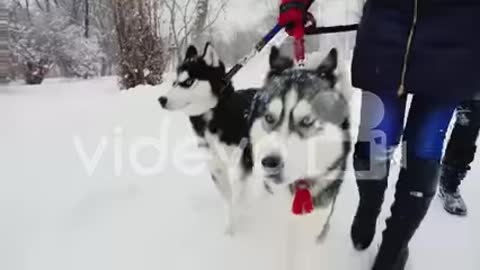 Walking With Husky Dogs On A Winter 2021